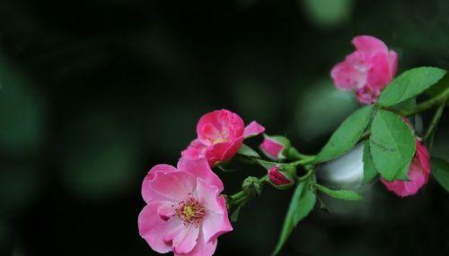 探寻蔷薇花的花语（揭秘蔷薇花的含义及象征意义）