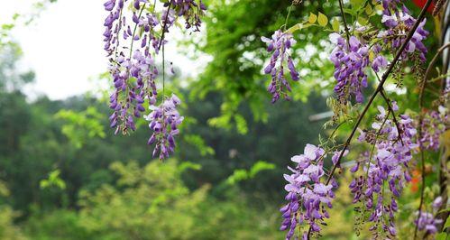 紫藤花的寓意与花语（深入解读紫藤花的象征意义）