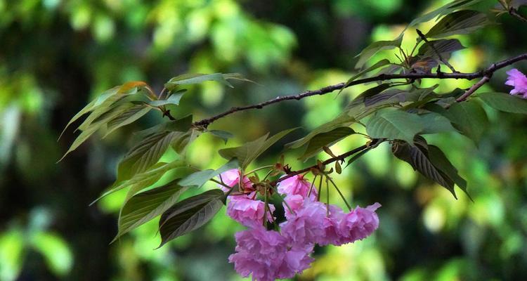 盛开的花语——以玫瑰花为主题的唯美故事（玫瑰花的花语与传说）