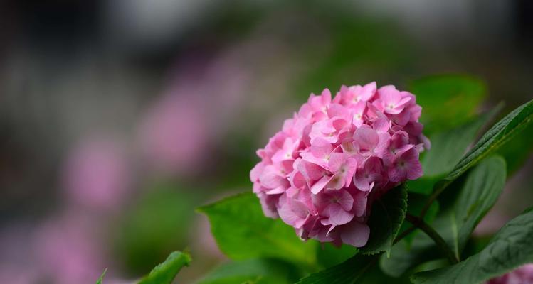 八仙花（探究八仙花的花语与花意）