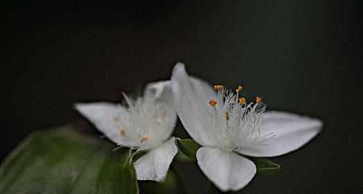 《白花紫露草的花语及意义》（白花紫露草传递的爱与祝福）