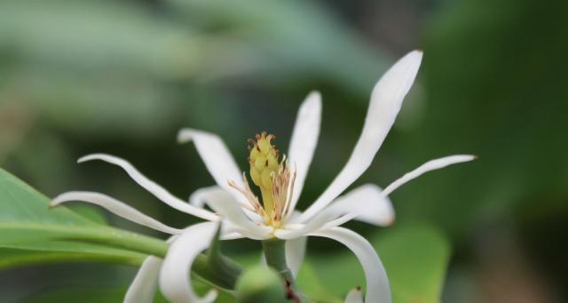 白兰花的花语与意义（白兰花传达的情感和象征）