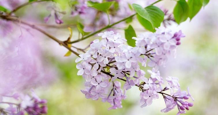 丁香花的花语与意义（解读丁香花的神秘语言）