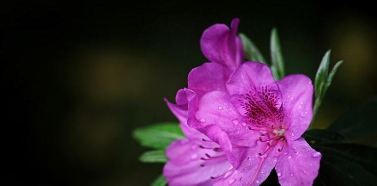 杜鹃花的花语与意义（探索杜鹃花的吉祥寓意）