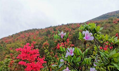 杜鹃花（杜鹃花的象征意义和生长特点）