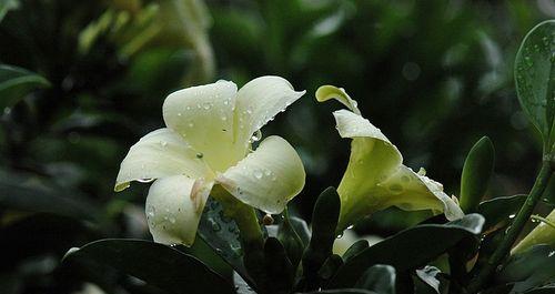 非洲茉莉的花语和寓意（探究非洲茉莉的美丽寓意）