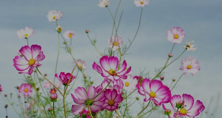 格桑花（格桑花的花语及其象征意义）