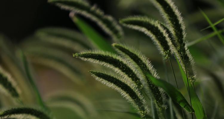 狗尾巴草的花语——传递喜悦与幸福（喜庆如意祝福不止）