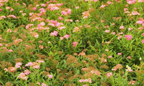 金山绣线菊花语的意义及传承（追寻花海中的情感密码）