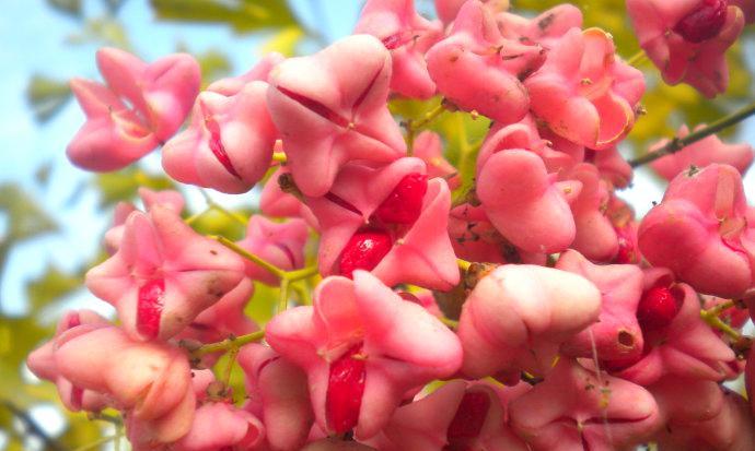 金丝吊蝴蝶花语（探寻金丝吊蝴蝶的花语）