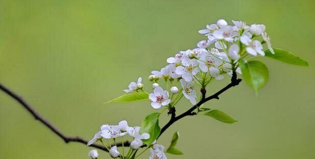 梨花的花语与意义（探索梨花的内涵与象征意义）