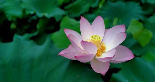 以莲花的花语是什么（深入探索莲花的花语与象征意义）