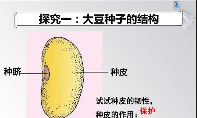 黄豆的生长习性特点与生长环境条件（探究黄豆的生长规律）