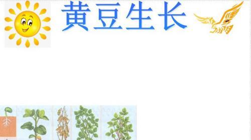 黄豆收获季节详解（了解黄豆种植）