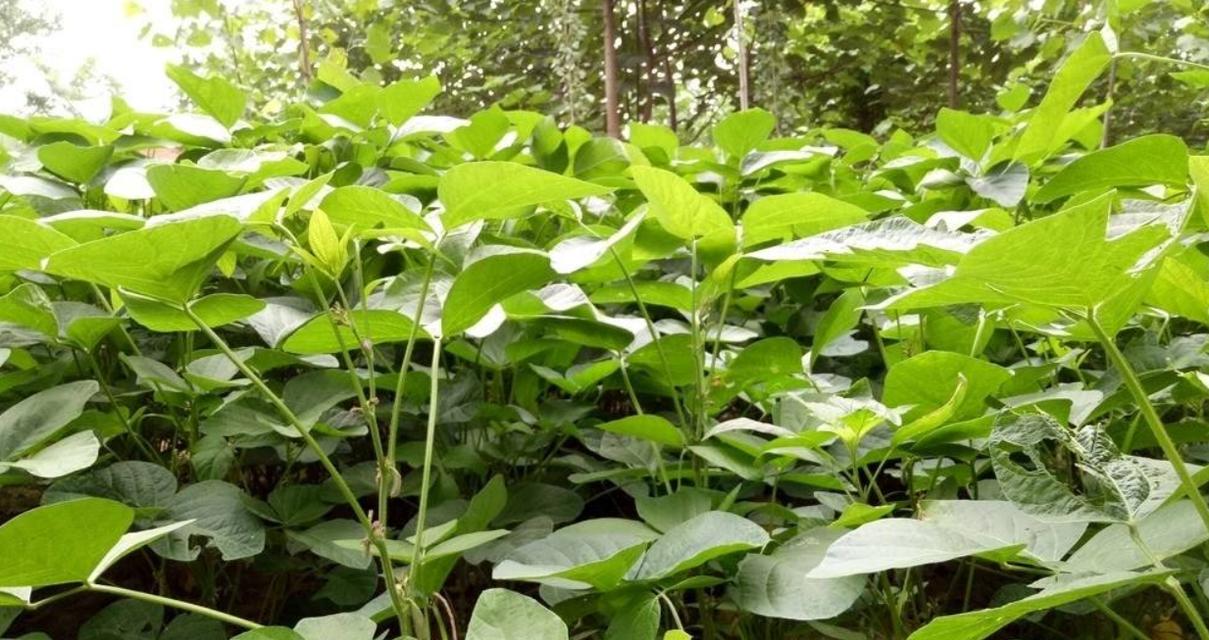 黄豆种植月份选择（了解黄豆的生长特性和适宜的种植时间）