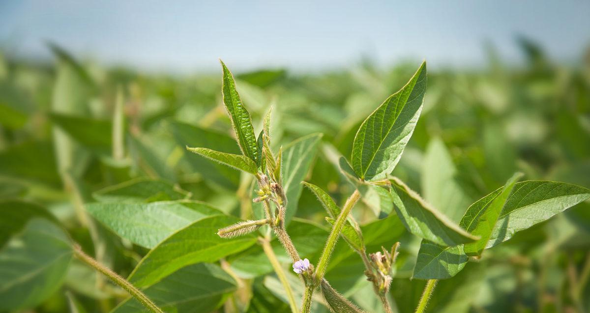 黄豆的分类和特点（探究黄豆的植物学性质）