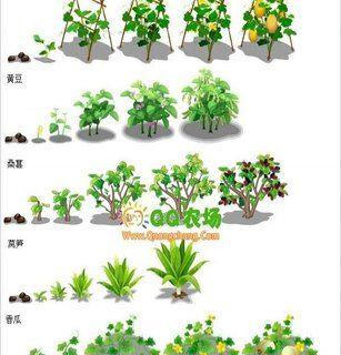 黄豆种植的方法和田间管理技术（优化产量和品质的关键）