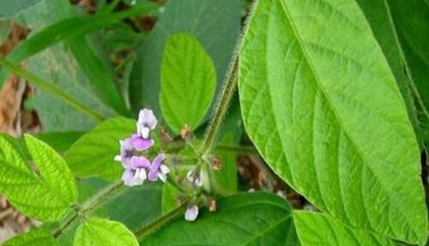 黄豆煮水浇花的妙用（用黄豆浇花为什么那么神奇）