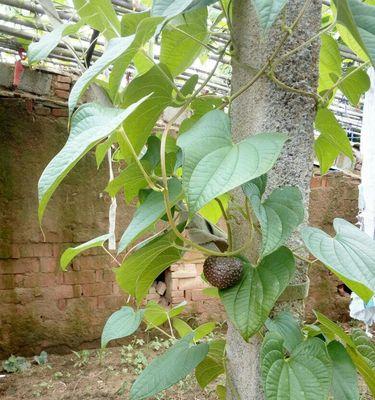 黄独根茎的营养与健康价值（探究黄独根茎的药食两用特性）