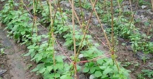 黄瓜豆角的种植技巧（选择适宜的月份）