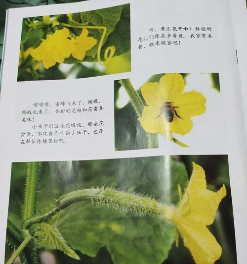 黄瓜花叶病防治方法大全（掌握防治技巧）