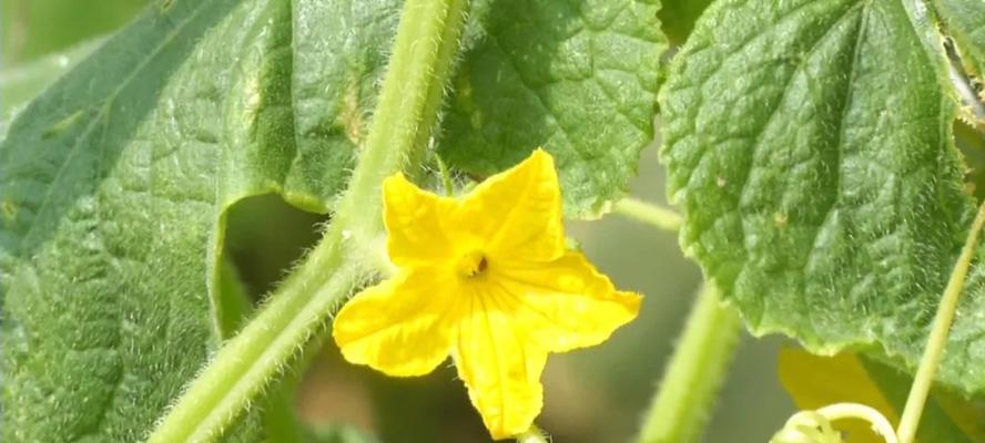 黄瓜开花结果全解析（从生长周期到花果结实）