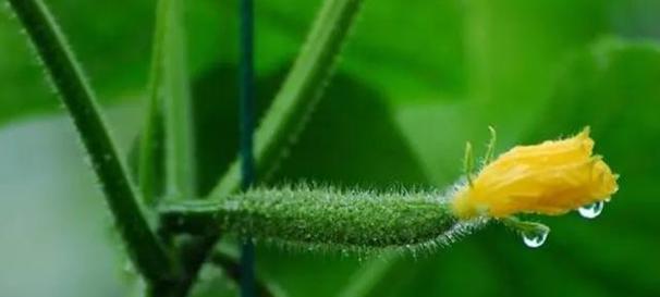 黄瓜雄花与雌花的不同特征（探究黄瓜花的性别特征和繁殖方式）