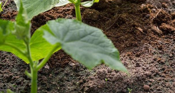 黄瓜种植时间与生长周期的全面解析（从春季、夏季到秋季）