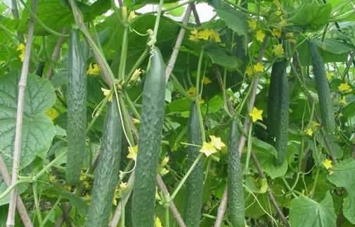 黄瓜种植条件和区域选择（优质产量与生长环境的关系）