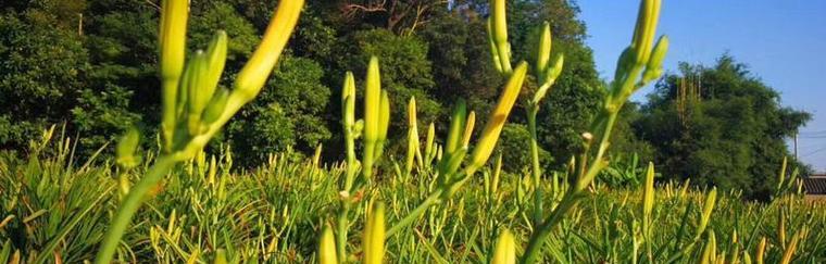 如何在院子里种植黄花菜（种植技巧）