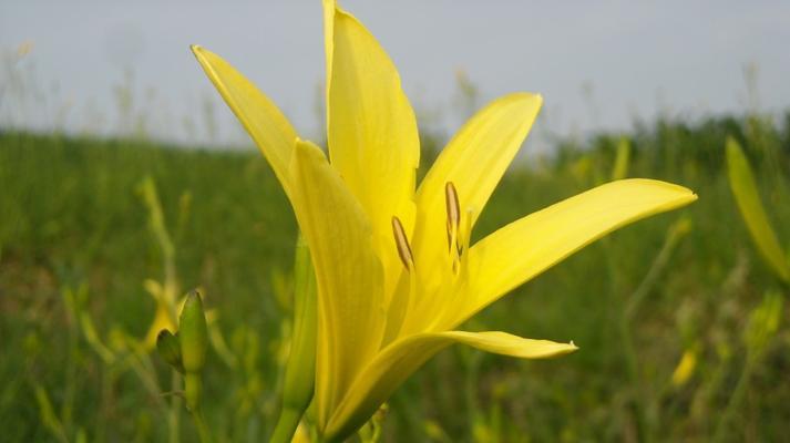 黄花菜的开花季节及生长特点（探秘黄花菜开花的时间及其生态习性）