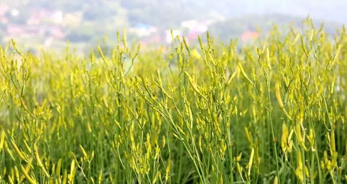 黄花菜是哪里的特产（探究黄花菜的产地及历史传承）