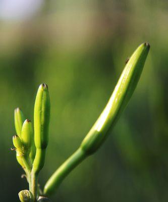 黄花菜，一种常见的野菜（黄花菜的原产地）