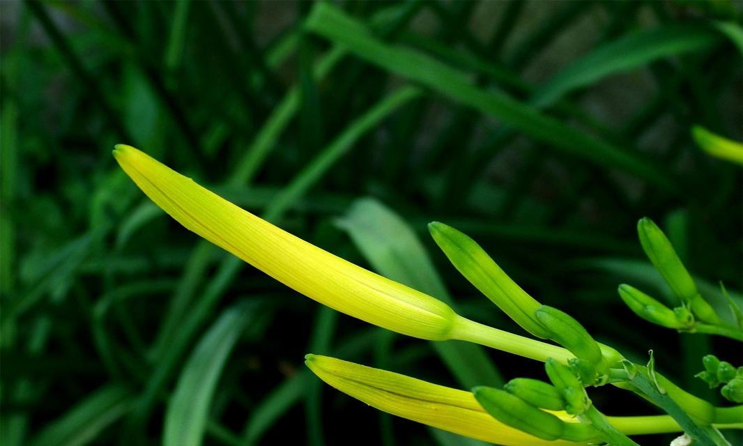 黄花菜的开花周期及相关特点（探究黄花菜每年开花次数的原因和生态意义）