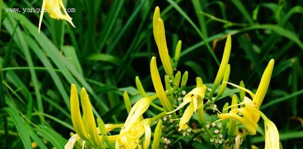 黄花菜的生长过程（探索黄花菜从萌发到开花的全过程）