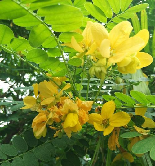 黄花槐花期时间详解（黄花槐开花的季节特征及观赏技巧）