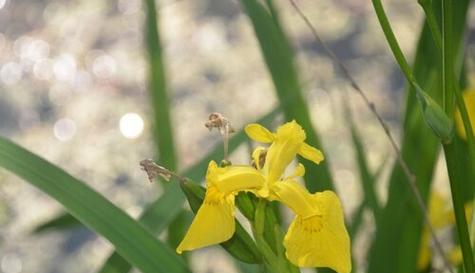 黄花鸢尾（探究黄花鸢尾的水生属性及其生长环境）