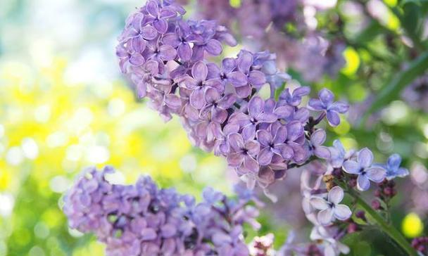 丁香花的花语（传递爱的芬芳——丁香花花语解读）