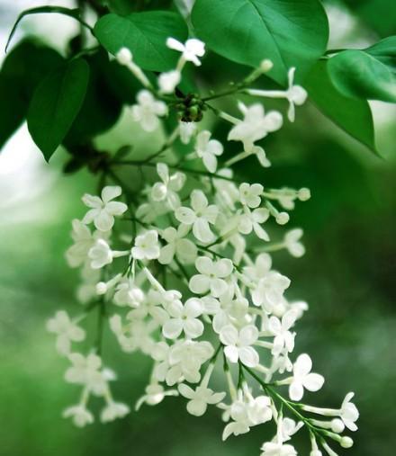 丁香花语的含义及象征（探寻丁香花语的奥秘和意义）