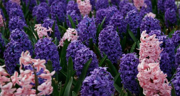 风信子花语大揭秘（以风信子为例）