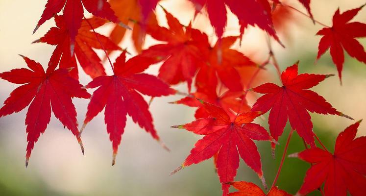 枫叶花语（秋叶随风而舞）