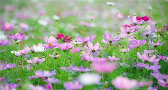 以格桑花的花语与含义——生命的坚韧与希望（探寻以格桑花的花语与含义的美妙世界）