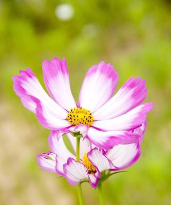 格桑花（格桑花在藏传佛教和文化中的重要地位）