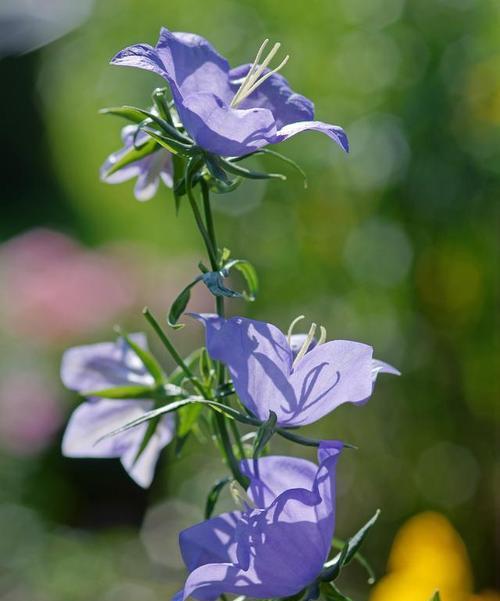 以梗菊之花语为寓意的花卉赏析（以梗菊之花语探寻人生的奥秘）