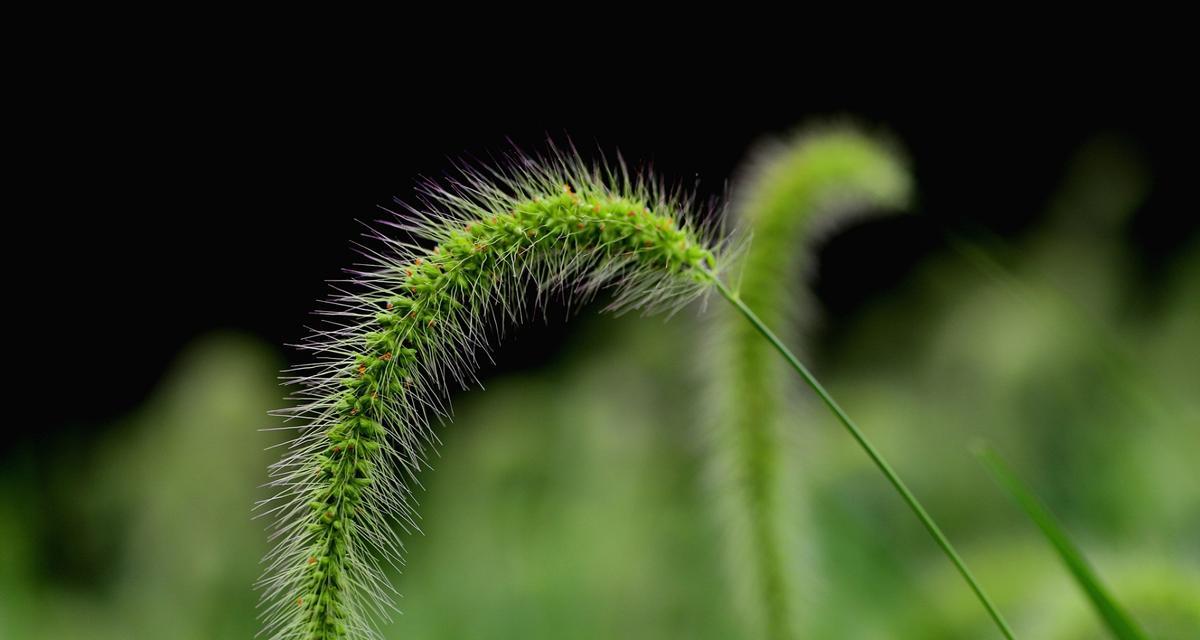 狗尾巴草的花语和寓意（狗尾巴草的美丽花卉与深刻寓意）