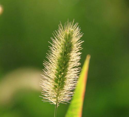 以狗尾巴花代表什么意思（解读狗尾巴花的象征意义及文化内涵）