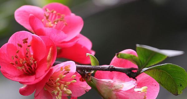 海棠花的花语——表达深情与纪念（鲜花中的感动）