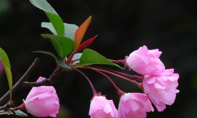 《海棠花的寓意与象征风水》（传承千年的吉祥之花）