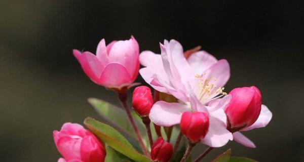 海棠花（探寻海棠花的花语和象征意义）