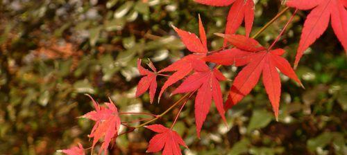 红枫花语（醉美秋天）